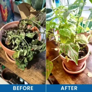LIMETOW® Baking Soda Powder for Plants