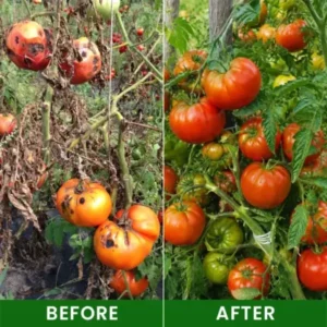 LIMETOW® Baking Soda Powder for Plants